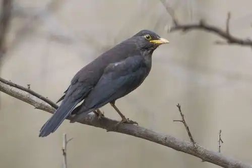 乌鸫一只,精明能干,勤奋勇敢,一表鸟才