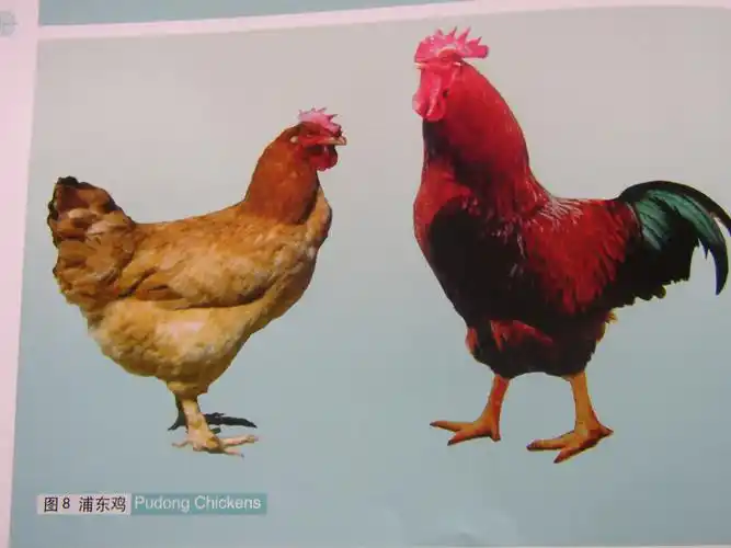 鸡品种简介