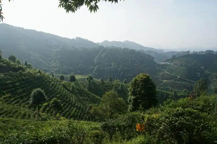 广西苍梧六堡镇茶园景观----六堡镇全国十大茶业小镇