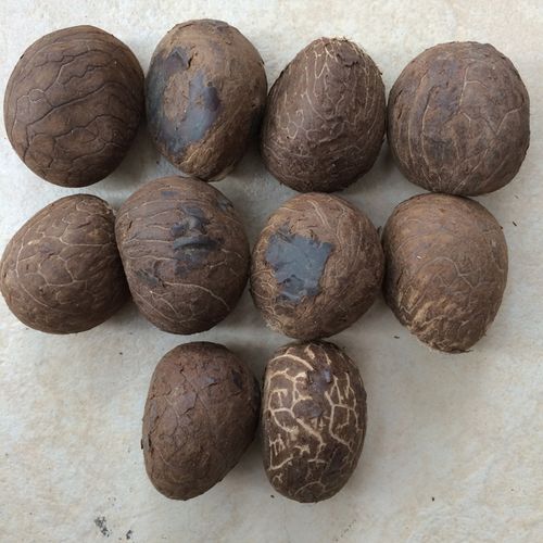 象牙果原果大果22.