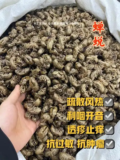 每日一懂中药养生蝉蜕