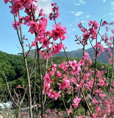 [樱花树批发]中国红樱花价格250.00元/棵 - 一亩田