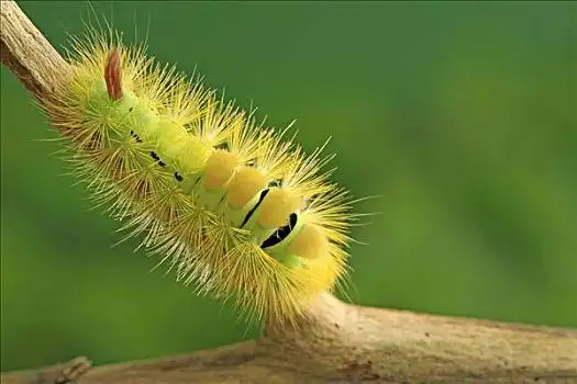 虫子图片素材_虫子图片设计素材_虫子图片素材大全