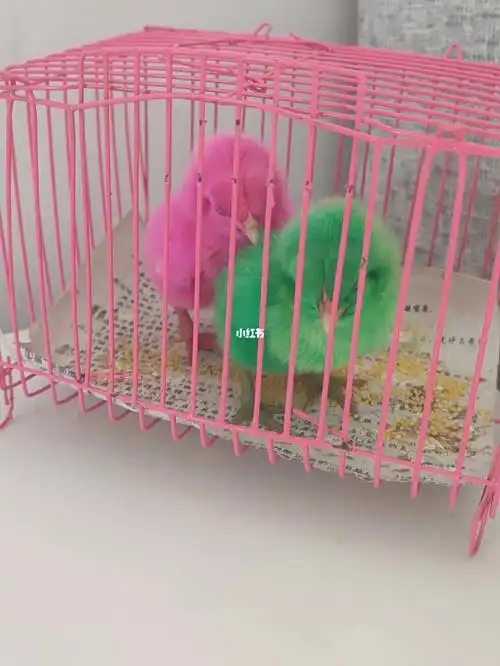 目前养一天,不怎么吃东西,叫声很大#染色小鸡  #小鸡