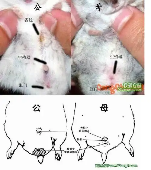 我的母仓鼠屁股四周红红的.想问一下是什么状况?