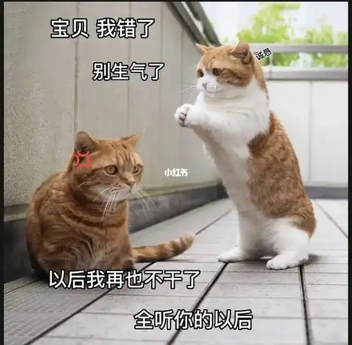 男朋友  #表情包 #萌宠表情包来啦