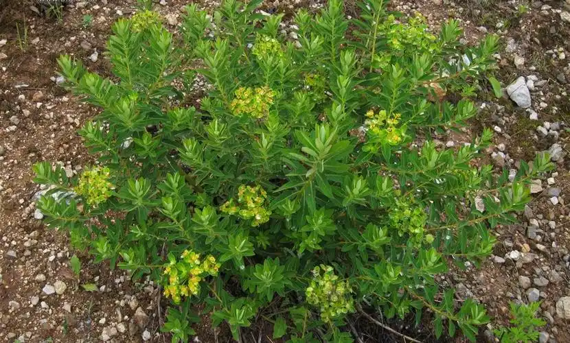 是瑞香科狼毒属植物,多年生草本,高20-50厘米;根茎木质,粗壮,圆柱形