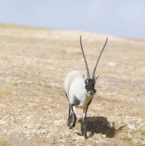 可可西里藏羚羊的天堂