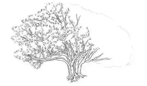 风景速写教程榕树的画法