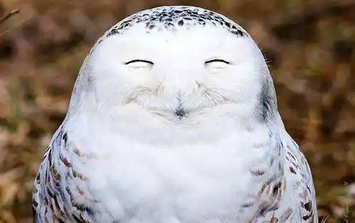 然后会发出笑声,所以在很多地方当听到猫头鹰笑声后数日之内会死人