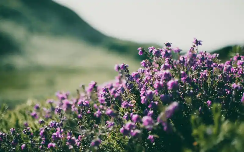 紫色小花图片唯美高清壁纸