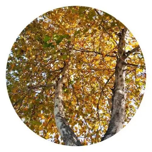 许昌梧桐头像一组