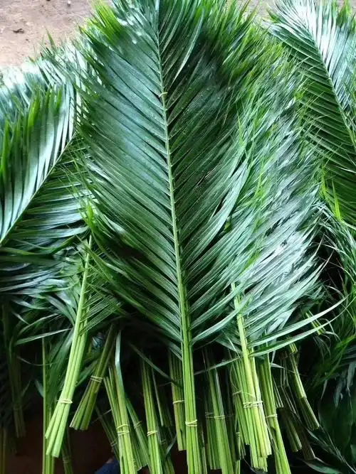 散尾叶鱼尾叶巴西叶鲜切花配叶配花配草批发