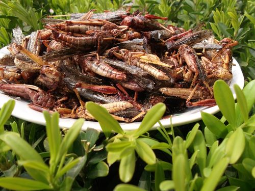 沂蒙山特产油炸大蚂蚱新鲜野生蝗虫蚱蜢高蛋白即美味下酒菜酥辣味