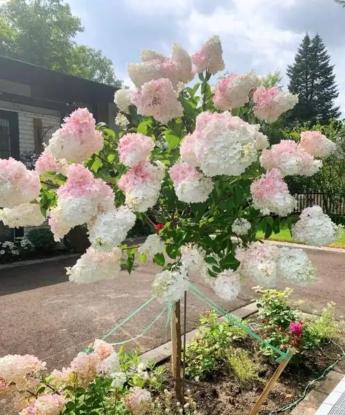 圆锥绣球花苗石灰灯棒棒糖大苗香草盆栽庭院别墅花园植物木本树桩