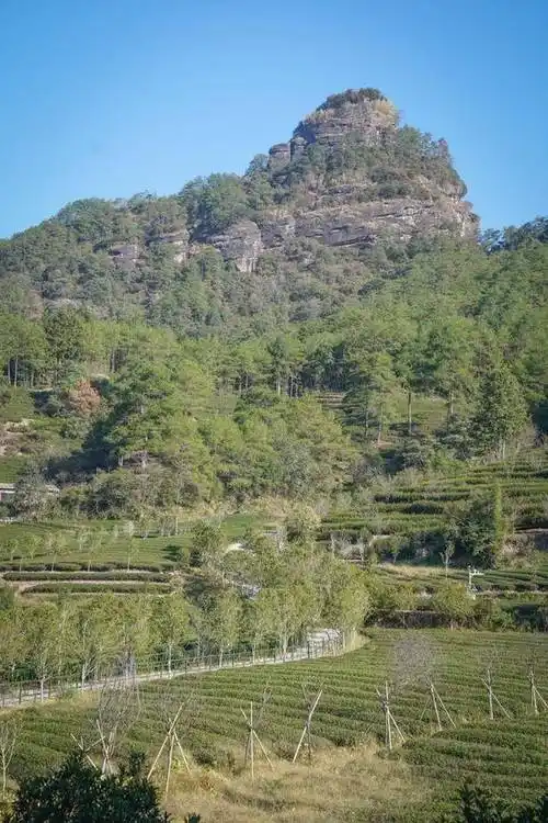 武夷山小众游览地"燕子窠",人美生态茶园等你来,景色一级棒_产区_地方