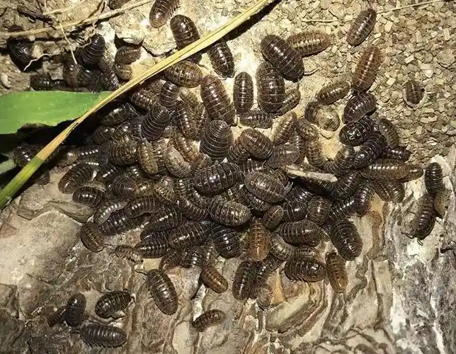 西瓜还没吃到西瓜虫已经来了