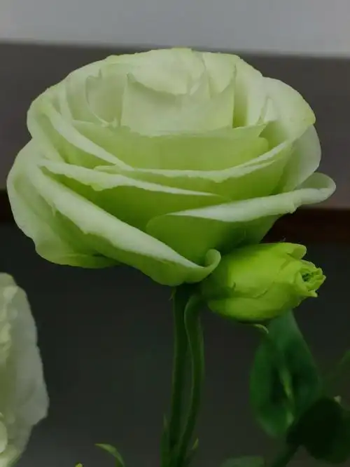 绿色洋桔梗真的绝了