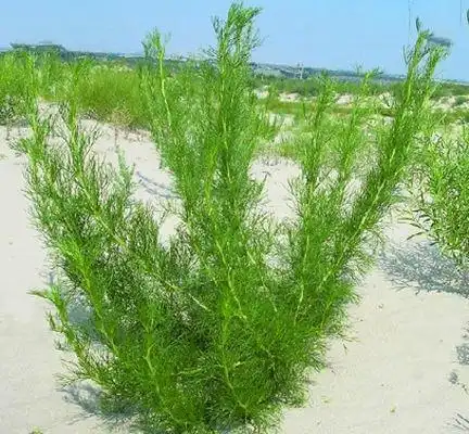 artemisia wudanica