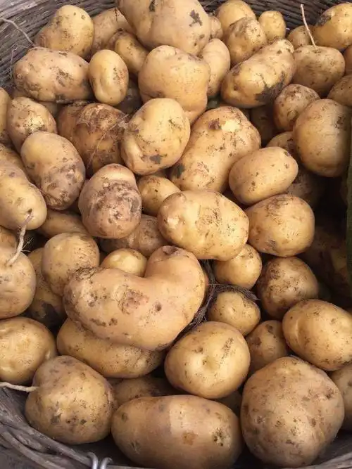 这大筐的土豆,只有那个形状像"7"的最有意思,总觉得它最神气.