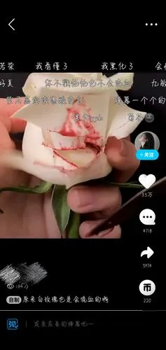 原来白玫瑰也是会流血的啊