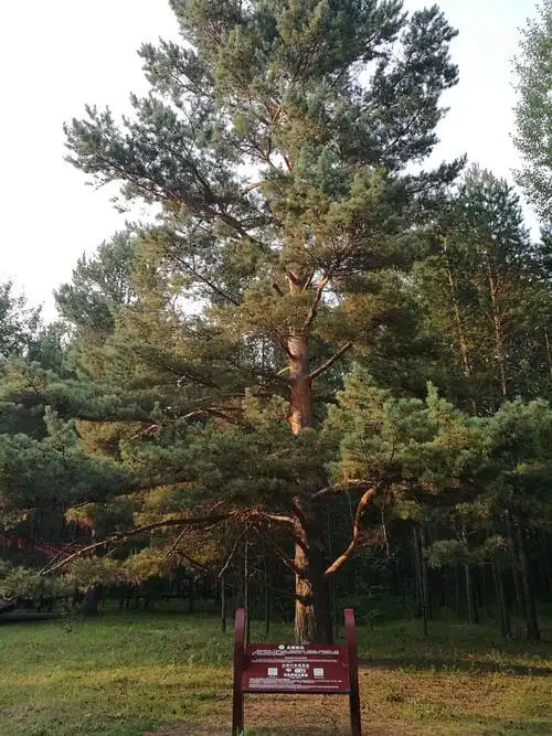 欣赏到200多年树龄的北极树王,身披红色飘带祭神树挺拔身姿.