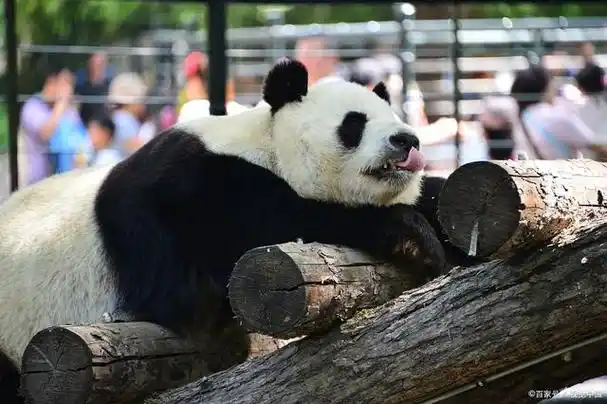 厦门中山公园动物园游玩攻略