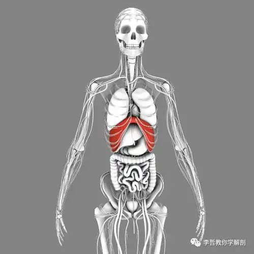 横膈膜—呼吸与内脏的桥梁_身体_移动_幅度