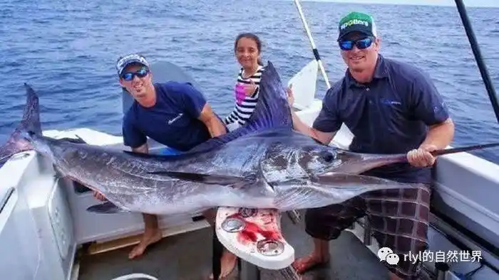 旗鱼和剑鱼有什么区别谁才是海洋中的小霸王