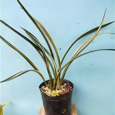 松鹤图4苗1花苞 - 中国兰花交易网