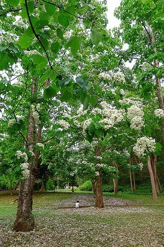 【 苗栗 上田咖啡庄园】五月限定～桐花落雪 伴 咖啡飘香!