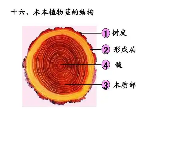 十六,木本植物茎的结构         树皮 形成层 髓 木质部