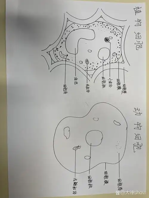 生物终于来啦~植物动物结构图
