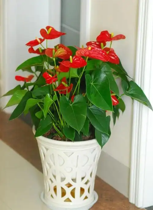 室内花卉长什么样子好看图片 10种"漂亮花",客厅不见光,一样长爆盆