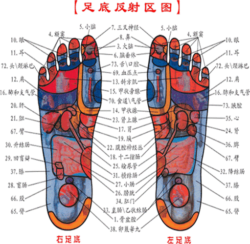 左脚大脚趾下方(甲状旁腺)处疼痛
