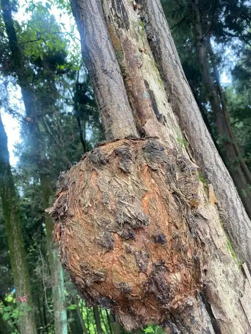 这是什么树瘤子