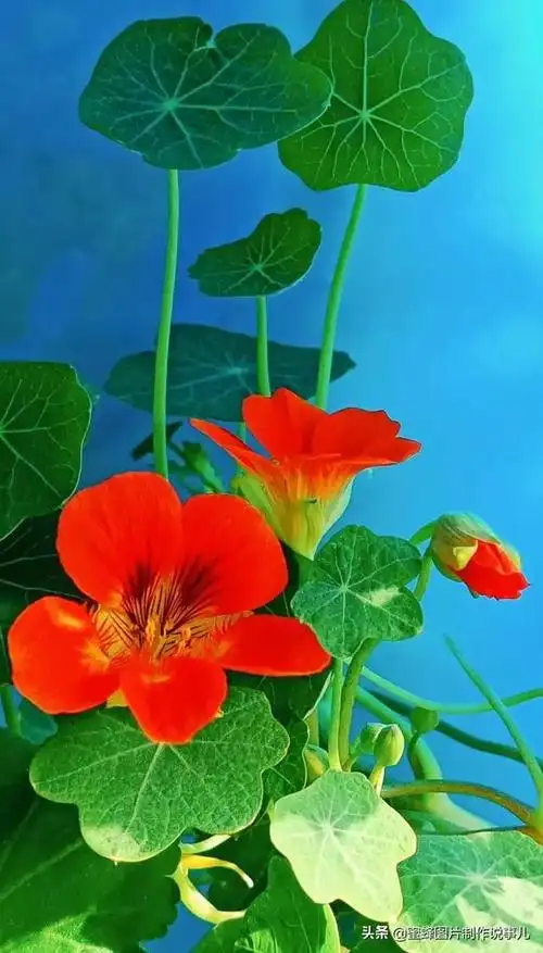 壁纸美图,百花齐放,争奇斗艳,太美了_网易订阅