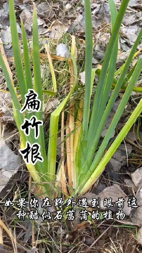 扁竹根,因其根酷似竹鞭而得名,你知道扁竹根吗?