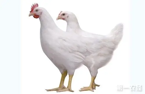 吴桂琴的817肉杂鸡wod168小优鸡育种