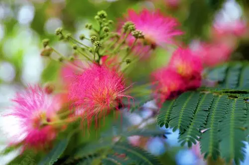 追花逐梦看新疆丨新疆库尔勒合欢树花开艳梨城
