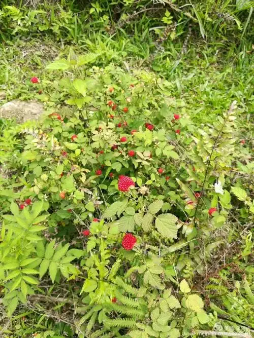 漫山遍野的一点红,乡下叫炖荡,也有人叫盘腹子,也是甜甜酸酸的,可开胃