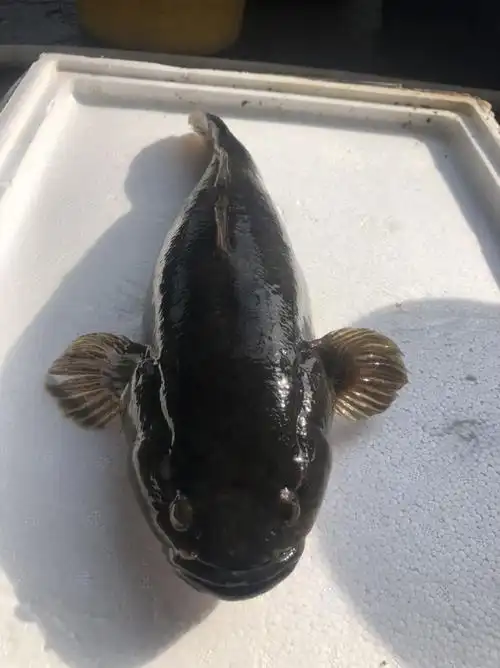 鲜活笋壳鱼沙塘鳢700g750g现杀冰冻活寄不包售后0811