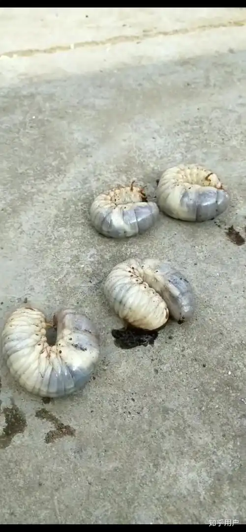 请教各位大神,老房顶上掉下来好些个这种白色半透明大肉虫,是什么虫子