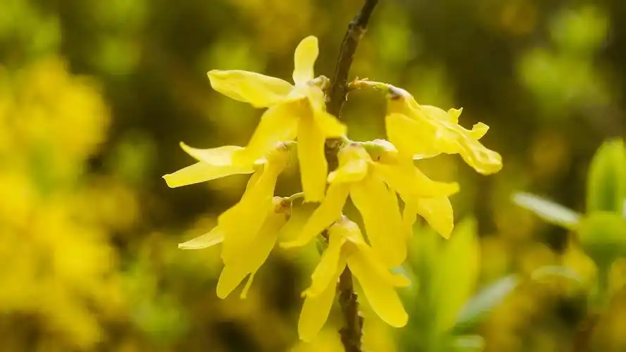 鲜艳的连翘金钟花