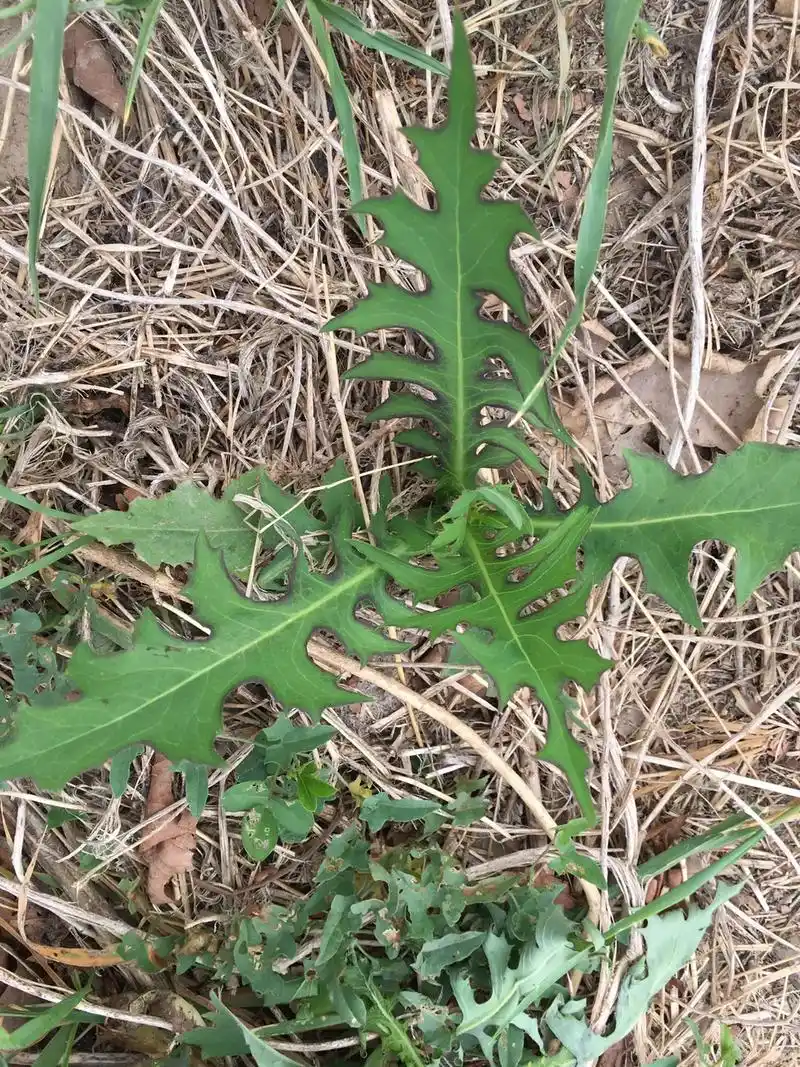 带孩子出去玩看见一个老太太地里挖野菜,我也跟着挖了几把回来, - 抖