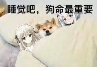 睡觉吧,狗命最重要