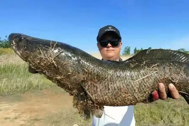 黑鱼越大越不肯咬钩,没料到用了这狠招,老钓鱼人都甘拜下风