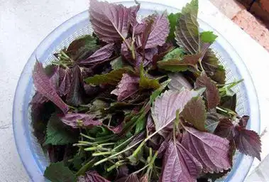 红雪菜的功效与作用及禁忌插图1