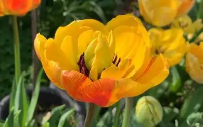 【记录】tulipa 郁金香 阳光恋人
