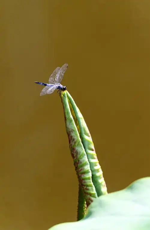 【荷花蜻蜓摄影图片】生态摄影_太平洋电脑网摄影部落